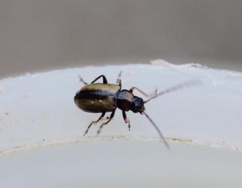 Calomicrus circumfusus
